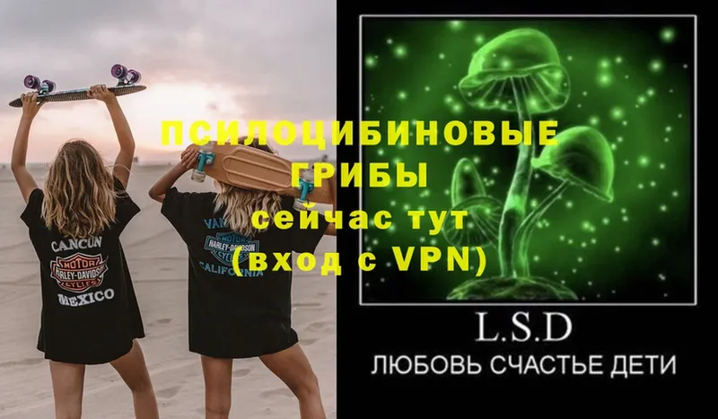 как найти   darknet формула  ОМГ ОМГ как зайти  Псилоцибиновые грибы Psilocybine cubensis  Буйнакск 