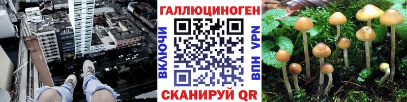 хочу наркоту  Буйнакск  Псилоцибиновые грибы Psilocybine cubensis 