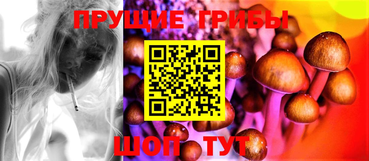 Галлюциногенные грибы Psilocybine cubensis  Буйнакск  Галлюциногенные грибы Psilocybe 